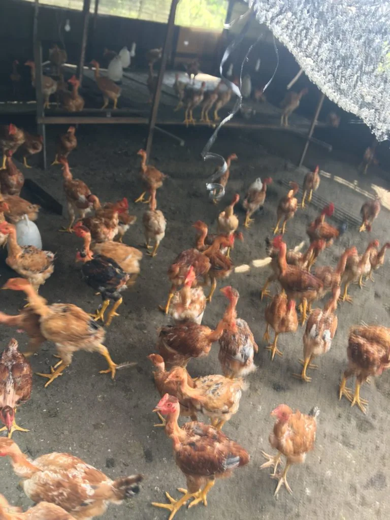 Chee Tack Kong - Chee’s Sacha Inchi Farm - Expertise Resource Association - i5c digital